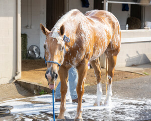 A palomino race track pony getting a bath in front of a barn with his tongue out.