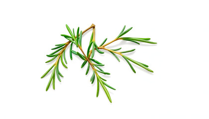 Fototapeta premium Vibrant fresh organic rosemary sprigs and peppercorns isolated on a clean white backdrop. Crisp transparent background with soft natural shadows; premium culinary herb and spice for gourmet cooking.