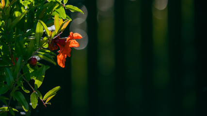 Pomegranate flower offset in image with negative space 