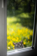 the cat climbs into the window asking to come into the house in the summer