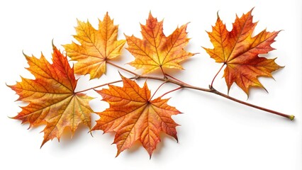 Autumn Leaves Displaying Vibrant Colors on a White Background in Detailed View