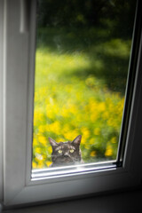 the cat climbs into the window asking to come into the house in the summer