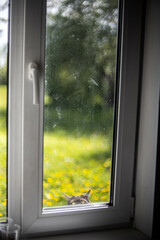 the cat climbs into the window asking to come into the house in the summer