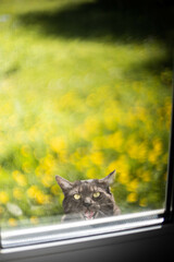 the cat climbs into the window asking to come into the house in the summer