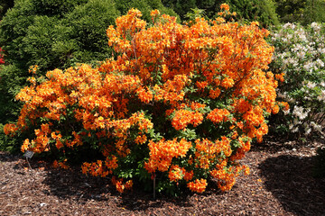 Vibrant Orange Azalea Bush in Full Bloom