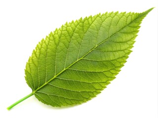 Fototapeta premium Close up of a green leaf on a white background showcasing detail