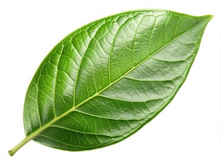 Obraz premium Detailed close up shot of a vibrant green leaf on white background