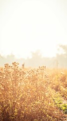 Soft golden sunlight illuminates wild flowers in a serene natural landscape, capturing the essence of tranquility and beauty in nature during autumn