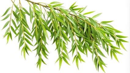 Obraz premium Closeup of a Weeping Willow Branch with Lush Green Leaves on White