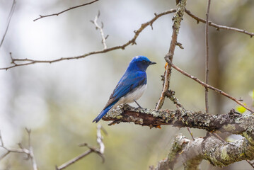 枝にとまるオオルリ