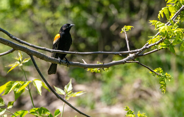 A Male Red-winged Black Bird Sitting on a Tree Branch in Springtime