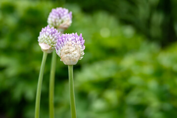 Purple Flowering Onions in a Garden