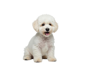 Fototapeta premium Adorable Bichon Frise Puppy