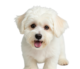 Cute white Maltese dog