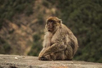 Picture of a Barbary macaque sitting