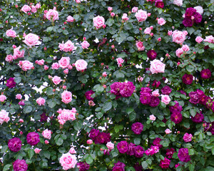 あしかがフラワーパークのバラ