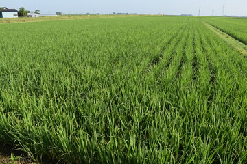 田植え２ヶ月後の水田