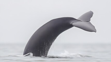 Obraz premium Whale Tail Ocean Wildlife Nature Aquatic Animal Sea Mammal Diving