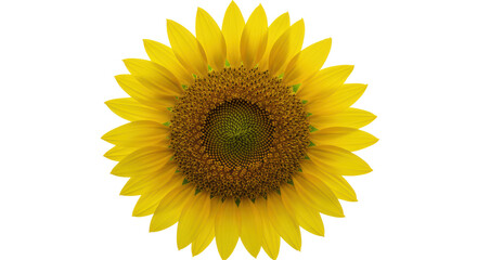 Isolated Bright Yellow Sunflower Head with Visible Seeds