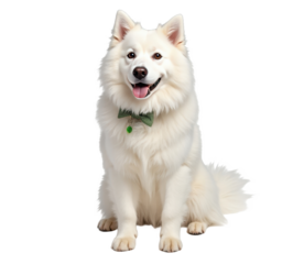 A fluffy white dog sitting and looking at the camera