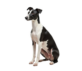 Italian Greyhound