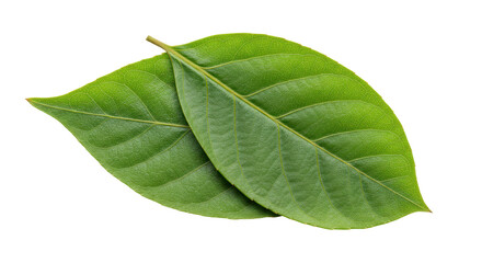 Obraz premium Isolated Pair of Green Leaves Natural Element