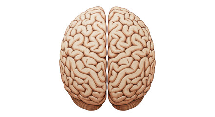 Isolated Human Brain Top View Anatomy