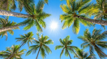 Overhead View of Palm Trees Under Bright Sunshine