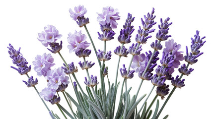 Naklejka premium Flower Blossom Composition With Delicate Petals