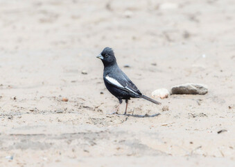 A Lark Bunting, (Calamospiza melanocorys) perched on muddy ground in Colorado