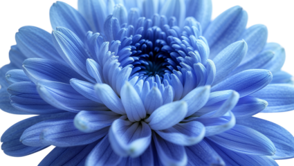 Blue Flower Close-Up With Purple Petals