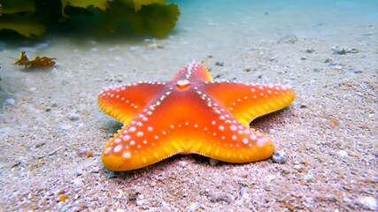Vibrant orange sea star resting peacefully on sandy seabed with seaweed in shallow ocean waters