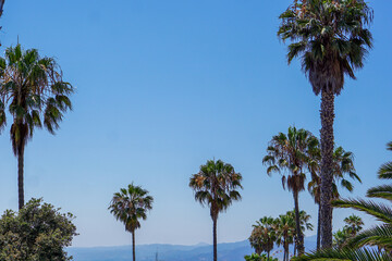 palm trees on a blue sky beach landscape
