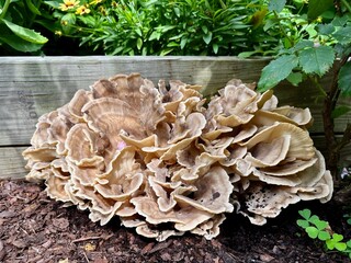 Hen of the Wood  mushroom growing by wood planter with green plants.