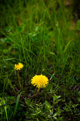Dandelions