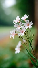 Obraz premium wildflowers