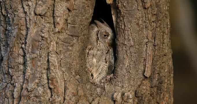 Hidden owl. European scops owl, Otus scops, in nesting tree hole at sunrise. Small owl peeks out from trunk showing yellow eyes. Bird also known as Eurasian scops owl. Wildlife. Morning in nature.
