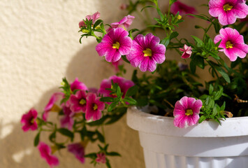 Bright pink Calibrachoa flowers in the garden
