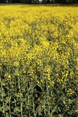 Obraz premium Field of yellow flowers with a bright sun shining on them