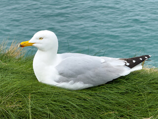 Larus argentatus, Herring Gull resting on grass cliff edge in Port Issac, Cornwall