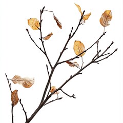 Dried autumnal branch with pale leaves