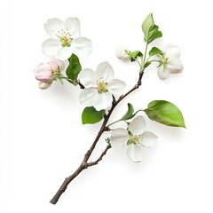Fototapeta premium Blossoming apple branch, delicate white flowers and buds, lush green leaves on a light brown branch, isolated against pure white background