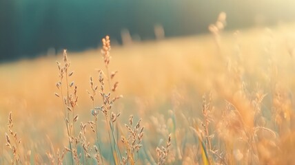 Fototapeta premium A Golden Meadow Bathed In Soft Sunlight During Sunset Creating A Peaceful Atmosphere