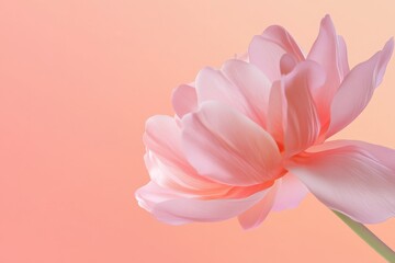 Obraz premium Nature in motion: delicate blossom unfolding in time lapse beauty