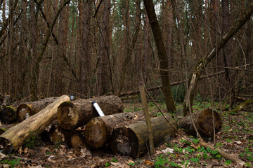 Stumps in the woods in sunlight trees spring background with metal thermos