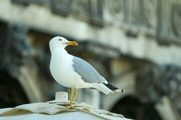 Seagull perched with architectural backdrop.