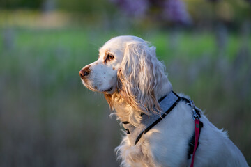 Portrait of an English Setter with Warm Sunset Light on Its Face