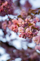 Close-Up of Beautiful Cherry Blossoms in Romantic Sunset Light