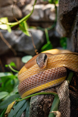 Light-Colored Snake Coiled on Wood with Green Leaf Background