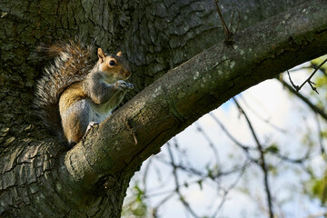 Squirrel on a Tree Branch